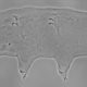 A view of the new tardigrade as seen through a phase contrast microscope.